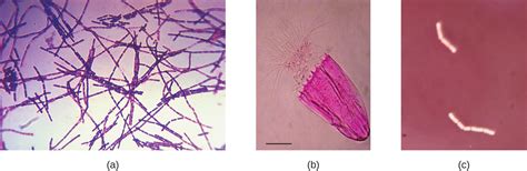 2.4 Staining Microscopic Specimens .